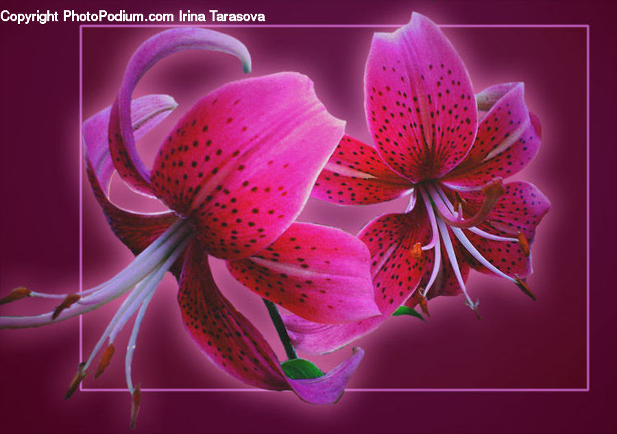 Blossom, Flora, Flower, Geranium, Plant, Lily