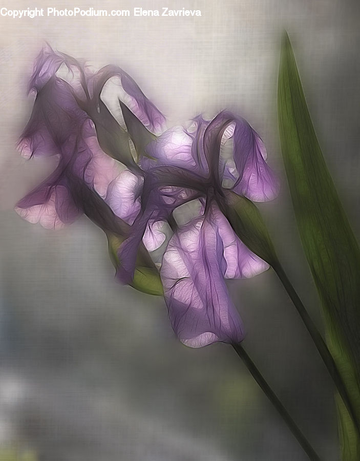 Flora, Flower, Gladiolus, Plant, Blossom, Petal, Crocus