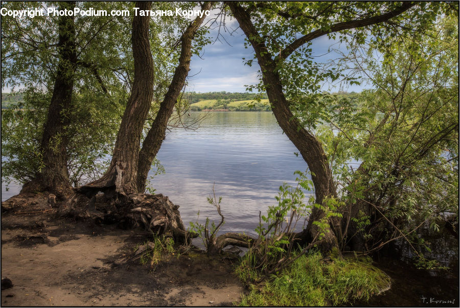 Forest, Jungle, Rainforest, Vegetation, Land, Marsh, Outdoors