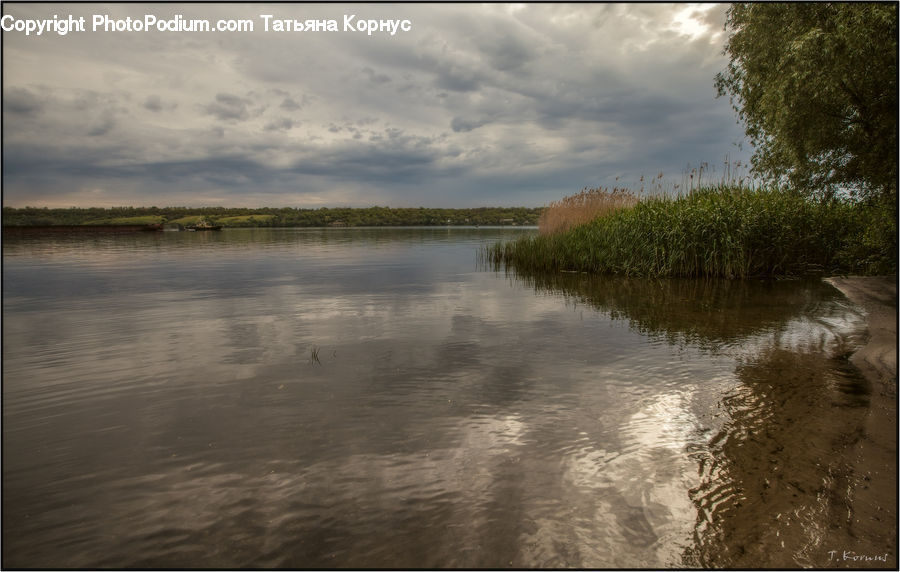 Plant, Tree, Willow, Flood, Bush, Vegetation, Conifer
