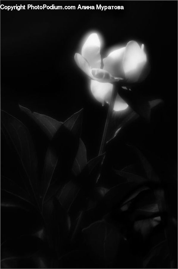People, Person, Human, Lighting, Plant, Blossom, Flora