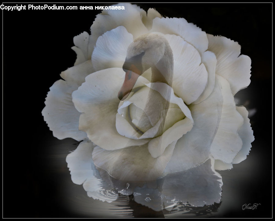 Floral Design, Blossom, Carnation, Flower, Plant, Flower Arrangement, Flower Bouquet