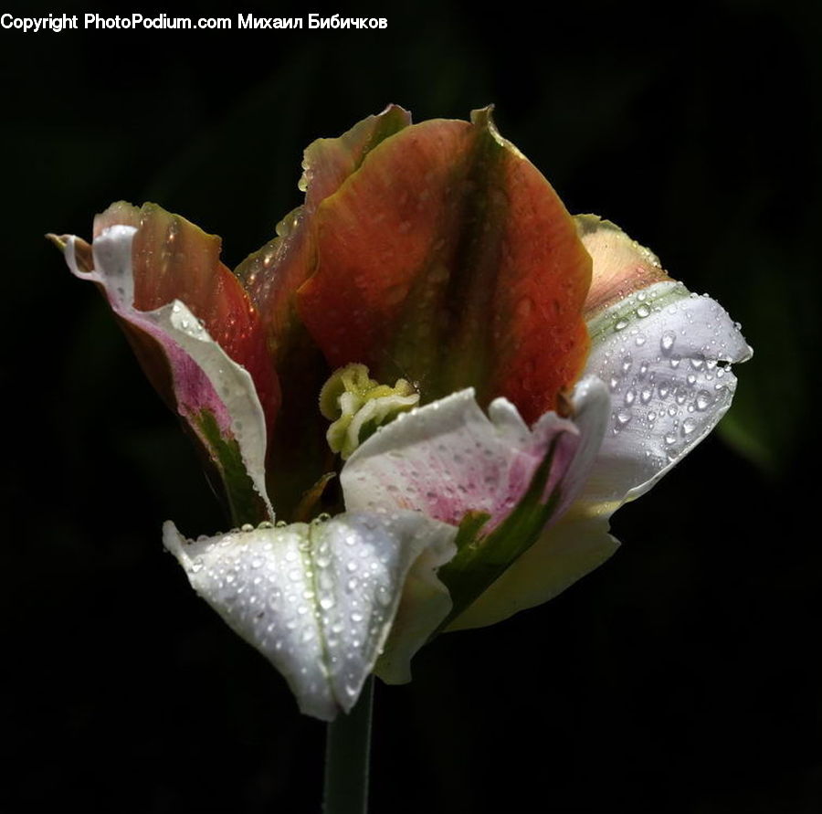 Bud, Plant, Cake, Dessert, Food, Blossom, Flora