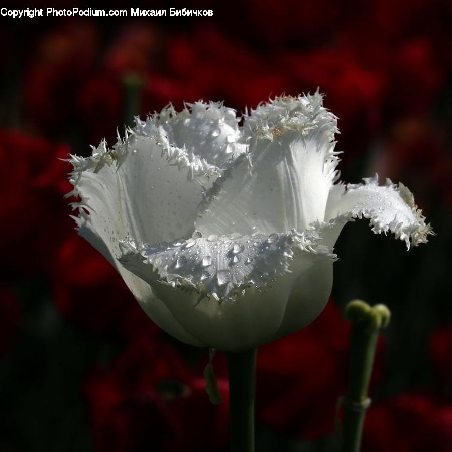 Blossom, Carnation, Flower, Plant, Flora, Tulip, Poppy