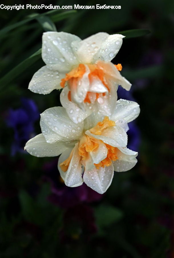 Blossom, Crocus, Flora, Flower, Plant, Daffodil, Geranium