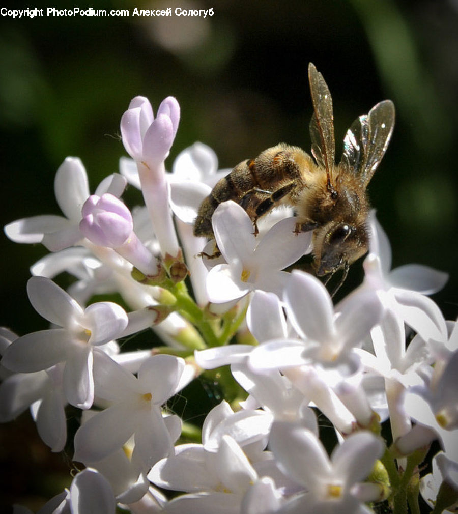 Bee, Bumblebee, Honey Bee, Insect, Invertebrate, Blossom, Flora