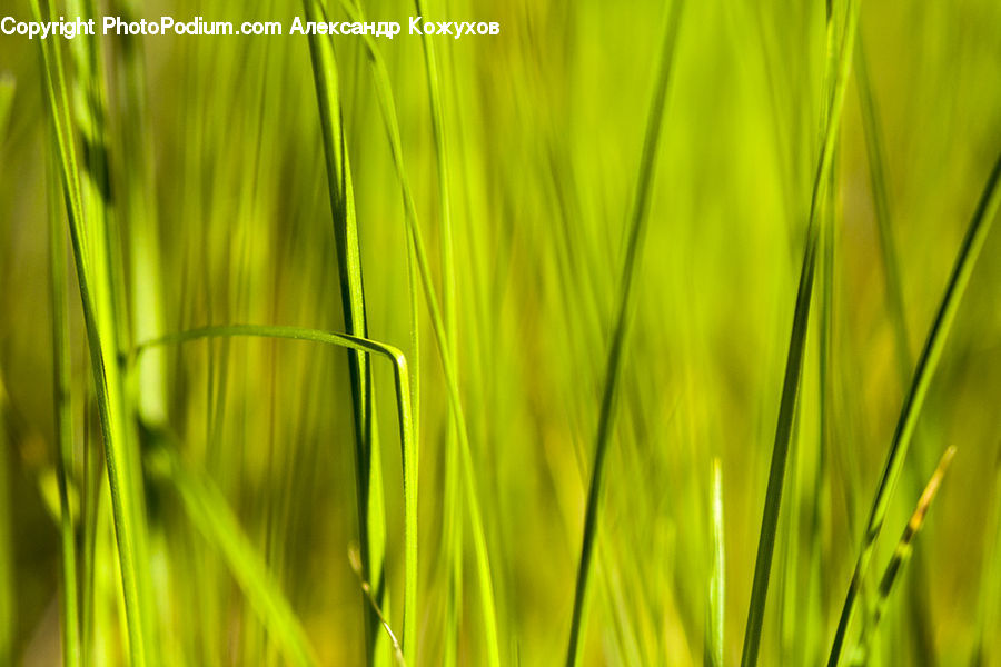 Field, Grass, Grassland, Plant, Blossom, Flora, Flower