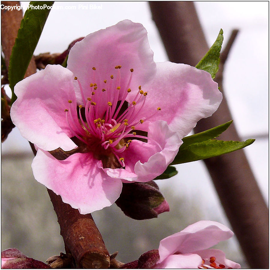 Blossom, Flora, Flower, Plant, Cherry Blossom, Rose, Petal