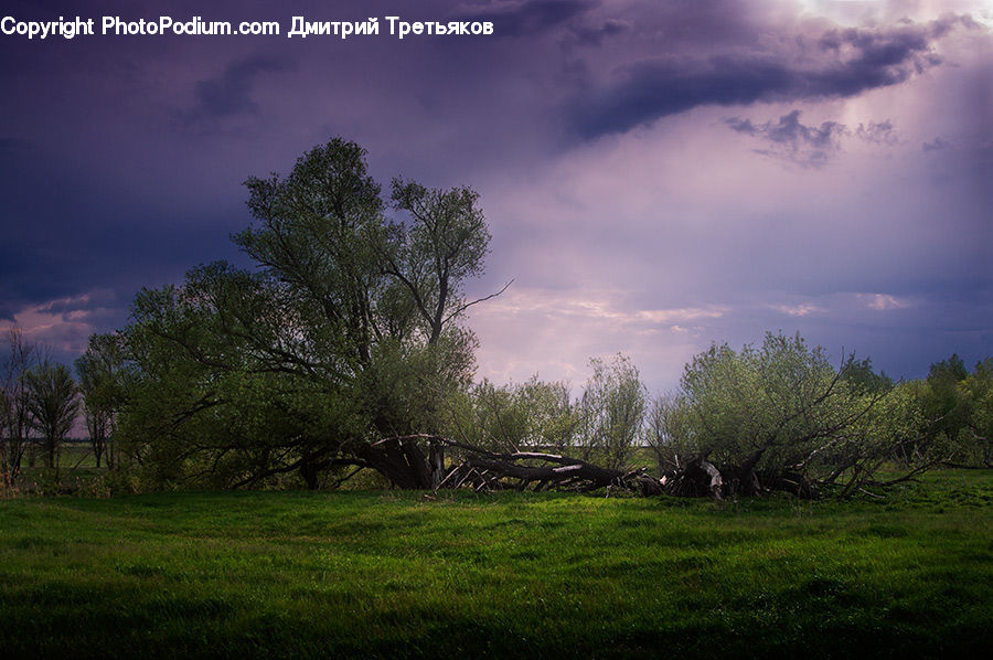 Field, Grass, Grassland, Land, Outdoors, Plant, Tree