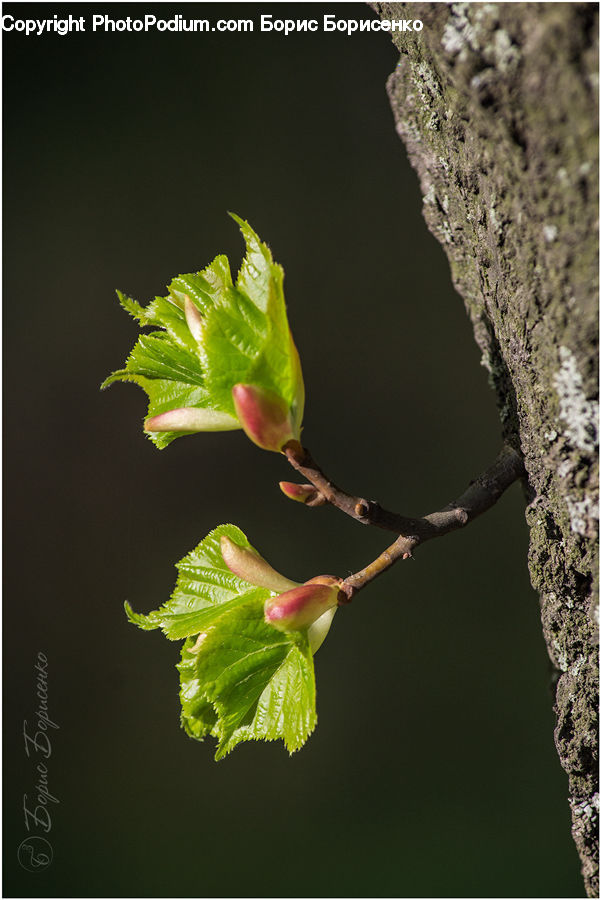Bud, Plant, Sprout, Blossom, Flora, Flower, Geranium