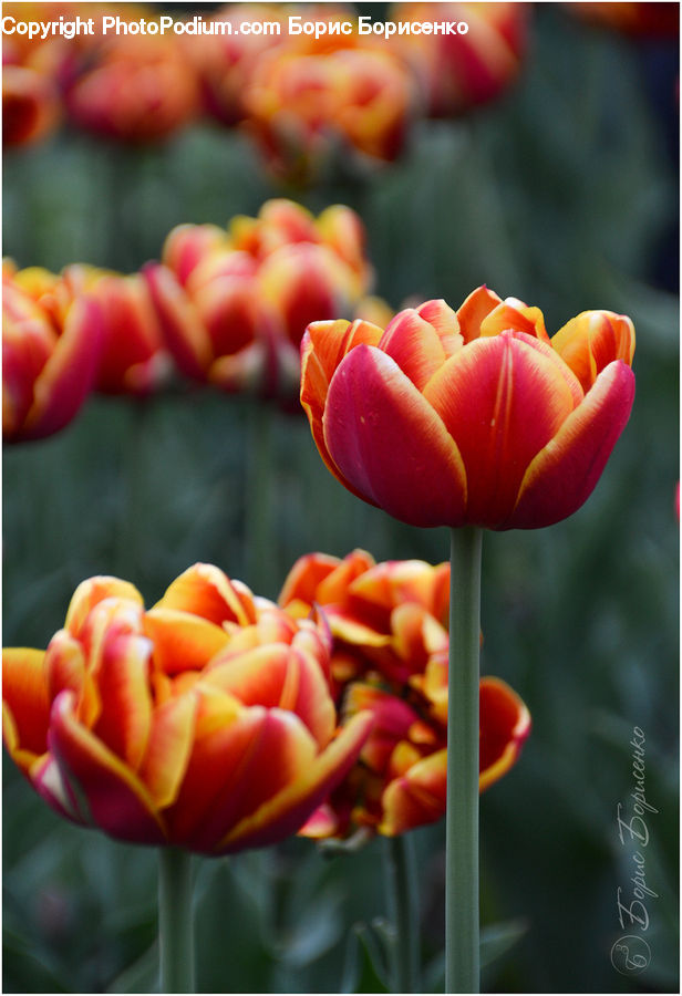 Blossom, Flora, Flower, Plant, Tulip