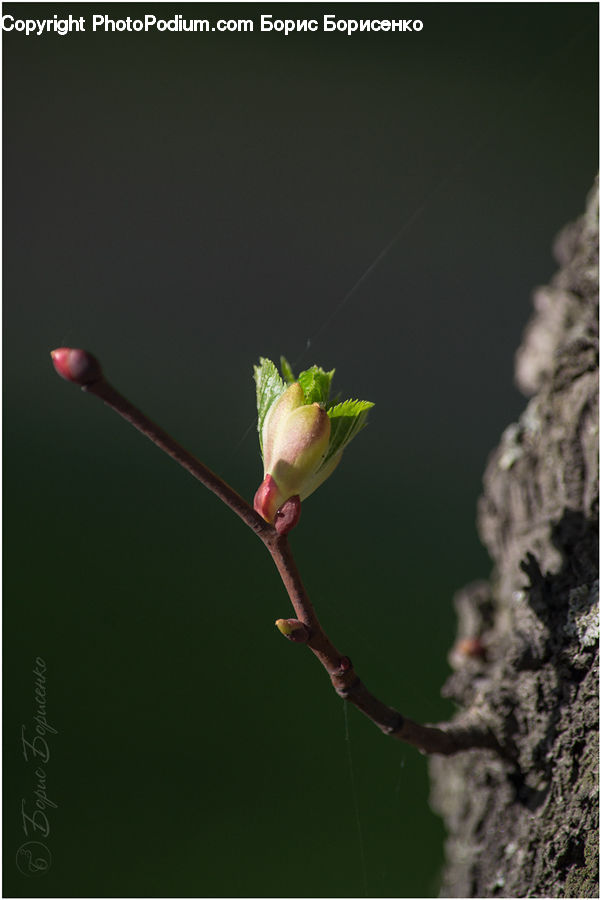 Bud, Plant, Amphibian, Frog, Tree Frog, Wildlife, Bee Eater