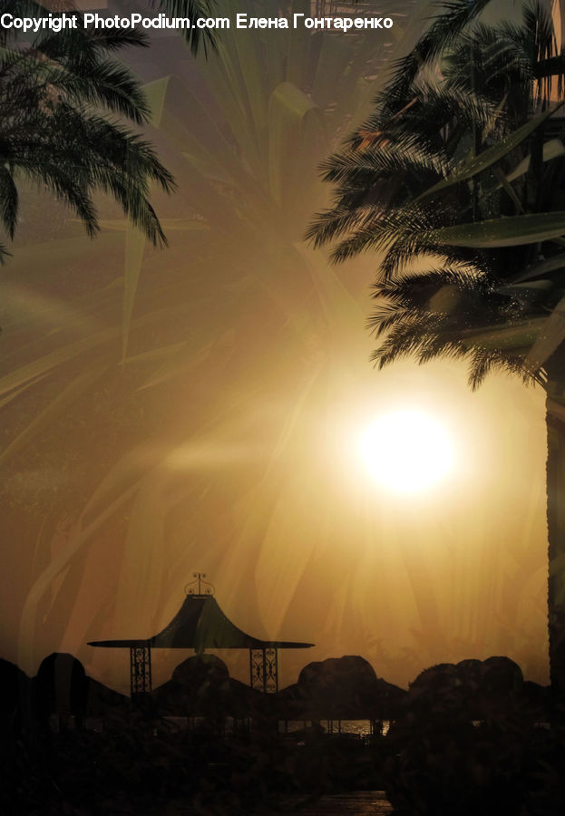 Palm Tree, Plant, Tree, Arecaceae, Dawn, Dusk, Sky