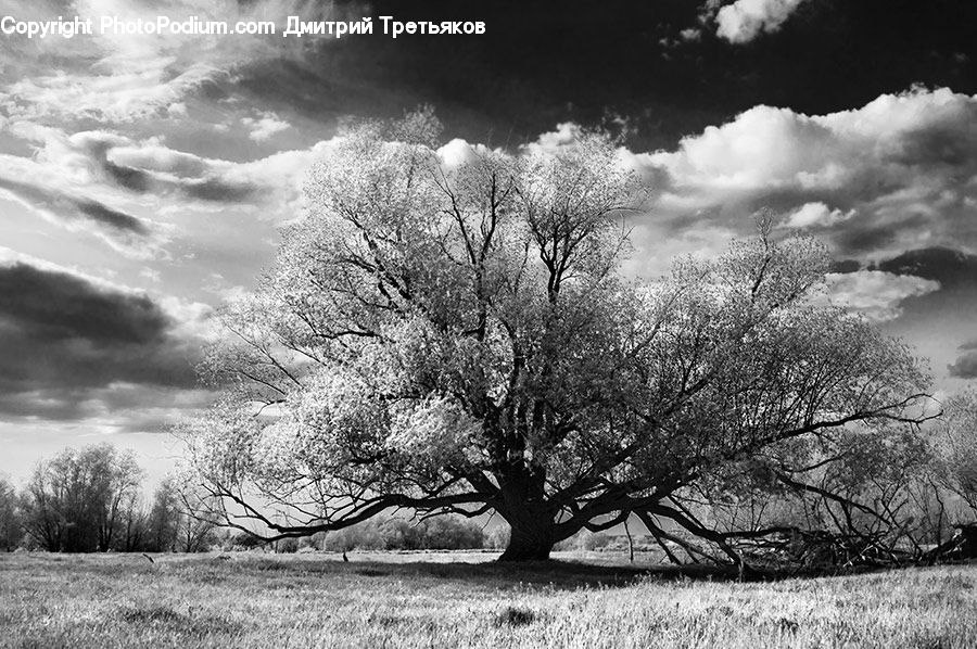 Oak, Tree, Wood, Plant, Countryside, Outdoors, Blossom