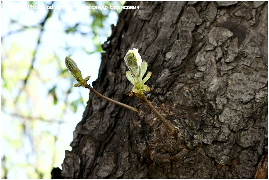 Oak, Tree, Wood, Blossom, Flora, Flower, Plant