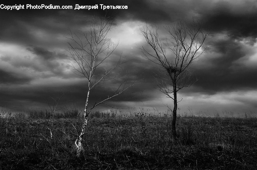 Outdoors, Storm, Weather, Plant, Tree, Birch, Wood