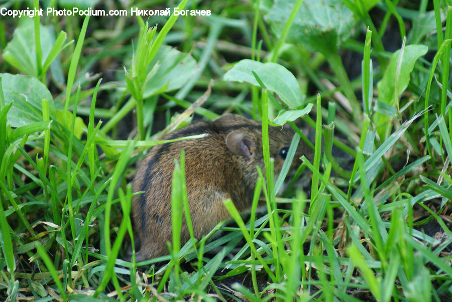Animal, Beaver, Mammal, Rodent, Plant, Vegetation