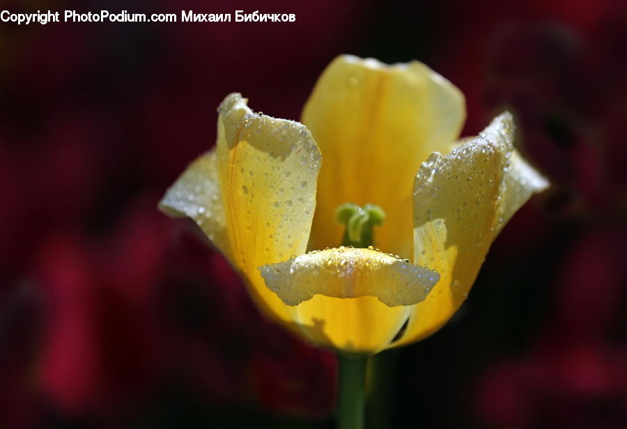 Blossom, Flora, Flower, Plant, Tulip, Crocus, Daffodil