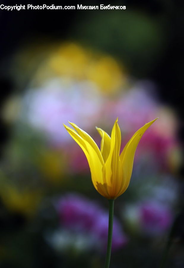 Blossom, Crocus, Flora, Flower, Plant, Tulip, Asteraceae