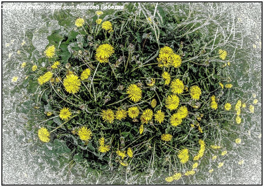 Flora, Flower, Plant, Treasure Flower, Weed, Blossom, Herbal