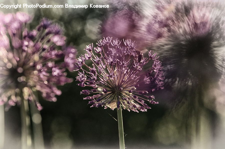 Allium, Blossom, Flora, Flower, Plant, Anther, Carnation