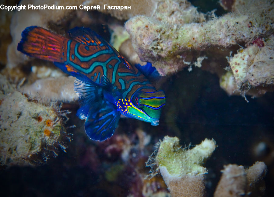 Coral Reef, Outdoors, Reef, Sea, Sea Life, Water, Fish