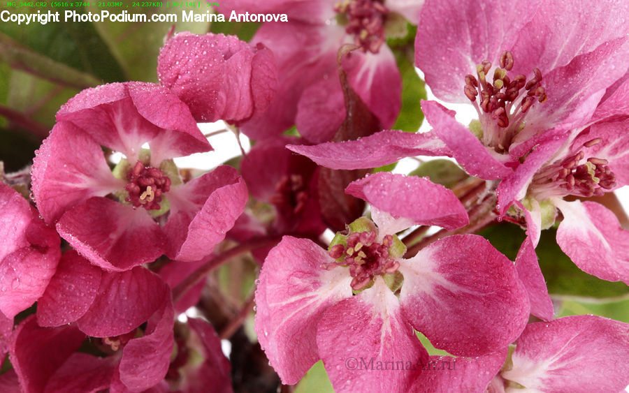 Blossom, Flora, Flower, Plant, Foxglove, Cherry Blossom, Pollen