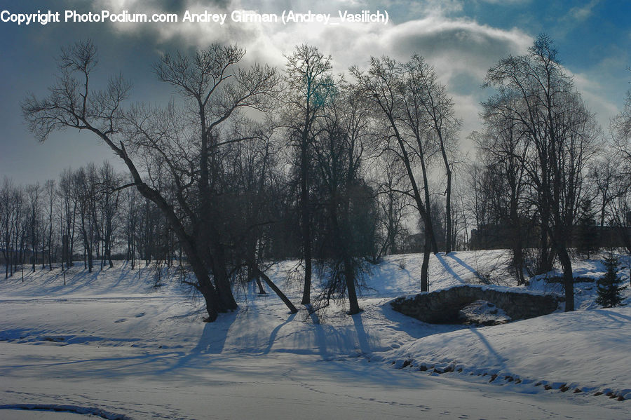 Frost, Ice, Outdoors, Snow, Plant, Tree, Landscape