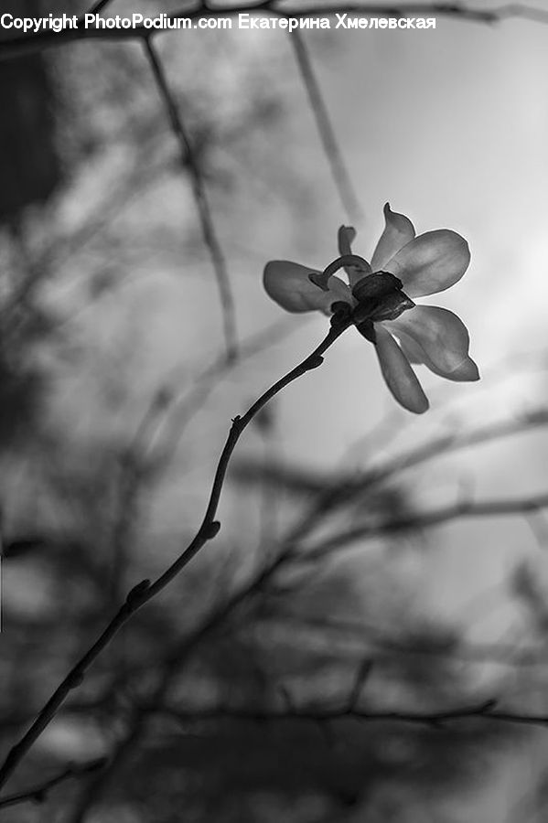 Bud, Plant, Blossom, Flora, Flower, Daffodil, Aquilegia