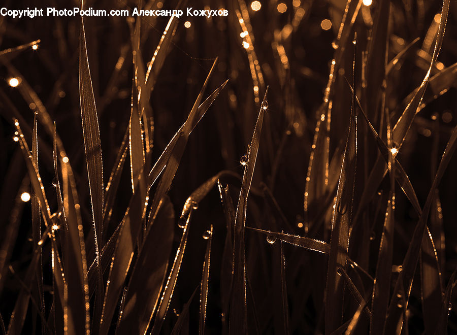 Field, Grass, Grassland, Plant, Grain, Wheat, Bamboo