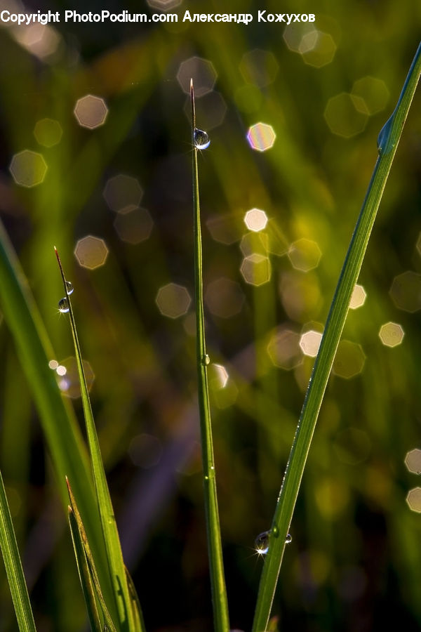 Field, Grass, Grassland, Plant, Blossom, Flora, Flower