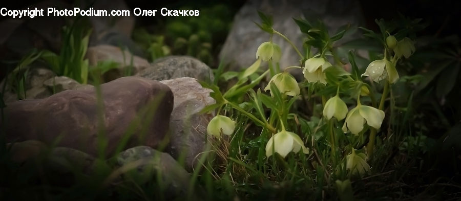 Acanthaceae, Annonaceae, Blossom, Flora, Plant, Cabbage, Produce
