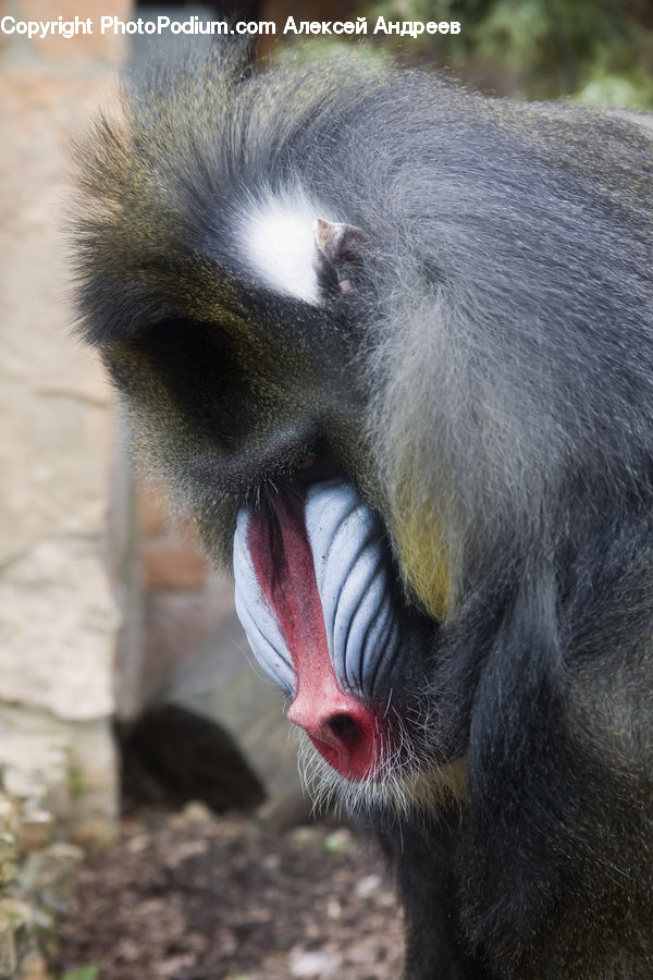 Animal, Baboon, Mammal, Monkey
