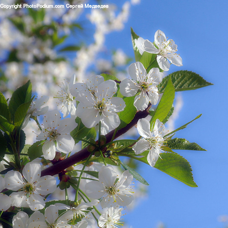 Blossom, Flora, Flower, Plant, Cherry Blossom, Lilac, Aster