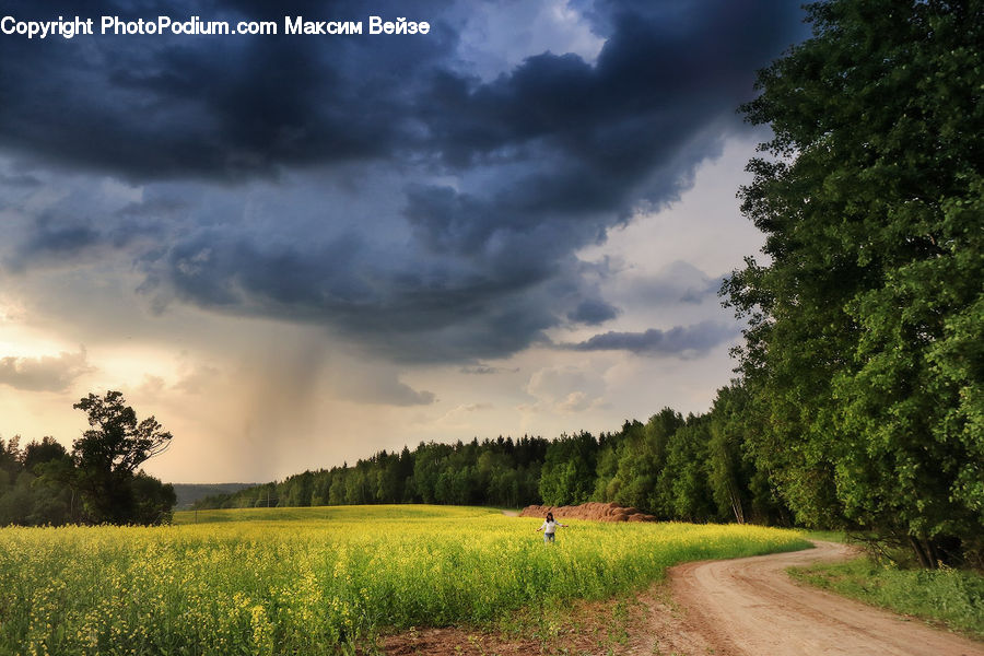 Dirt Road, Gravel, Road, Field, Grass, Grassland, Meadow
