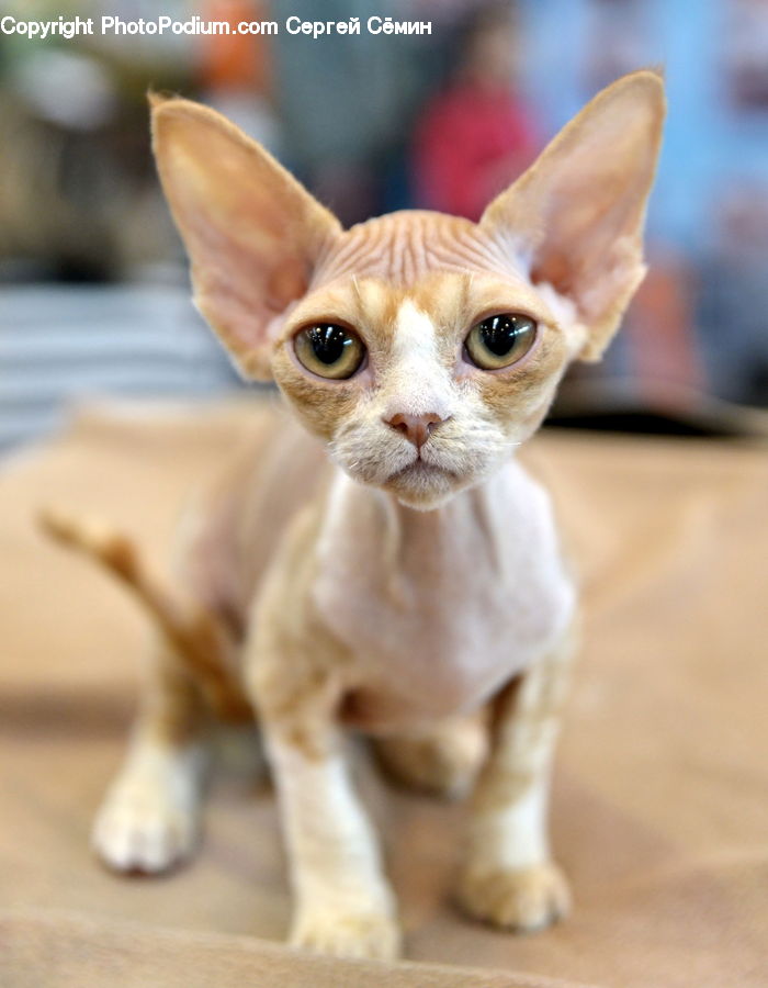 Abyssinian, Animal, Cat, Mammal, Pet, Kitten, Canine