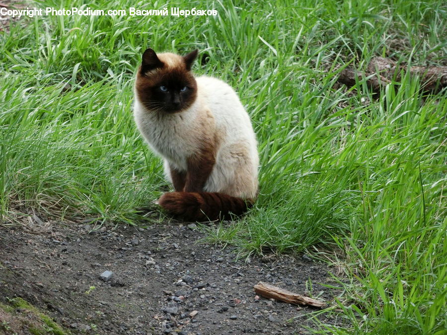 Animal, Cat, Pet, Siamese, Adorable, Canine, Fox