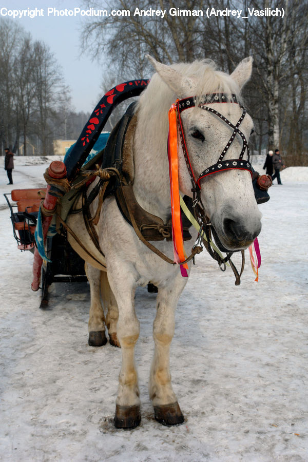 Animal, Horse, Mammal, Equestrian, Person