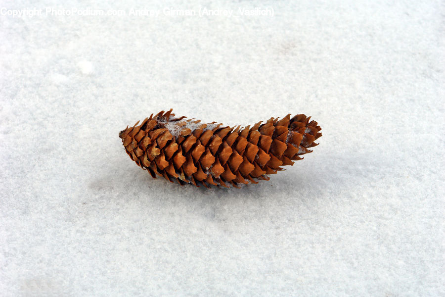 Acorn, Plant, Seed, Conifer, Fir, Tree, Accessories