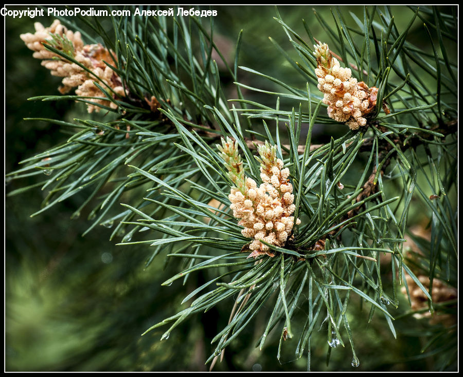 Conifer, Fir, Plant, Tree, Pine, Spruce, Wood