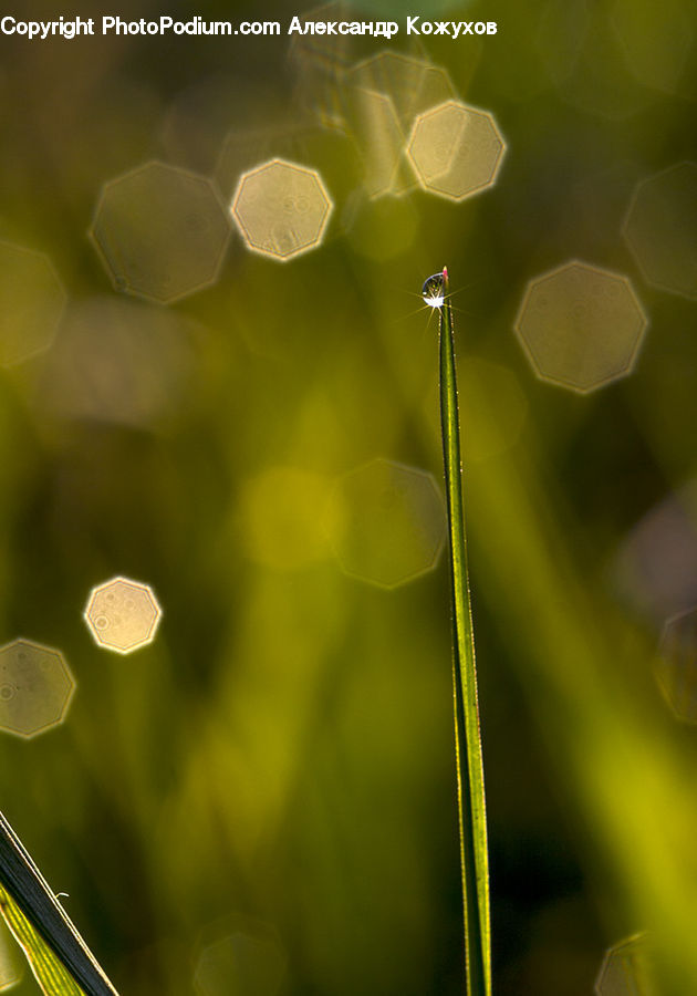 Light, Dill, Plant, Bowl, Blossom, Flora, Flower