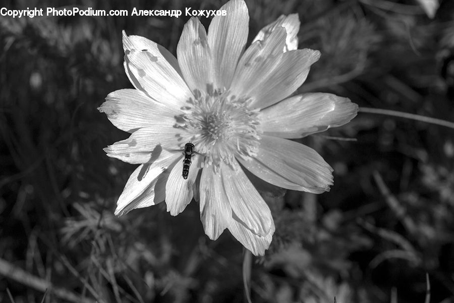 Flora, Pollen, Asteraceae, Blossom, Flower, Plant, Petal