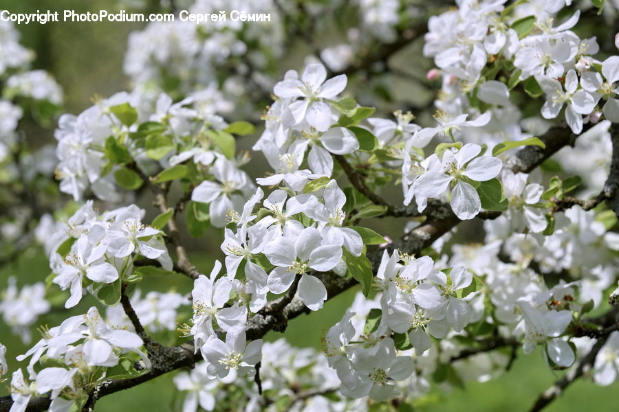 Blossom, Flora, Flower, Plant, Lily, Cherry Blossom, Aquilegia