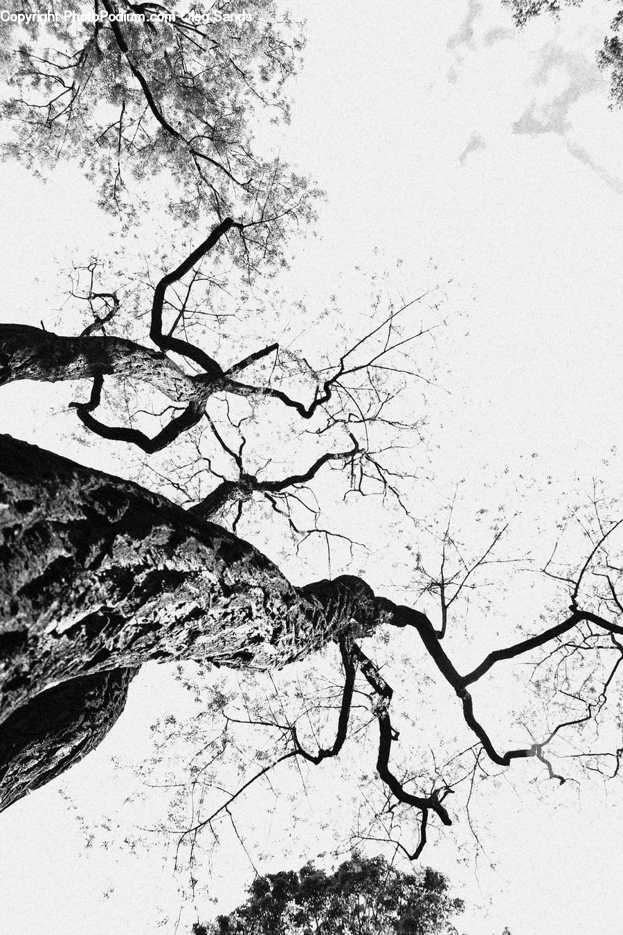 Plant, Tree, Oak, Wood, Water, Silhouette, Paper