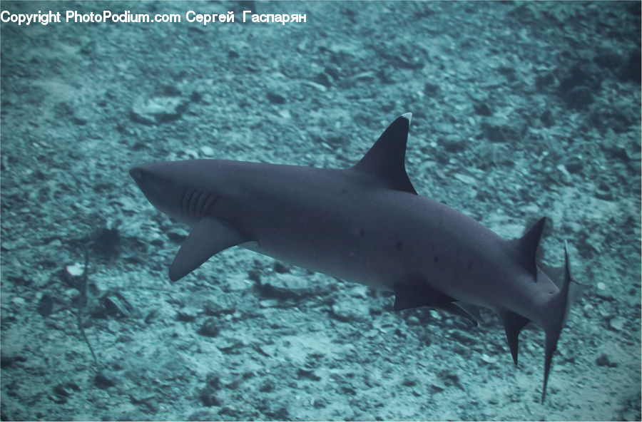 Animal, Dolphin, Fish, Sea Life, Shark