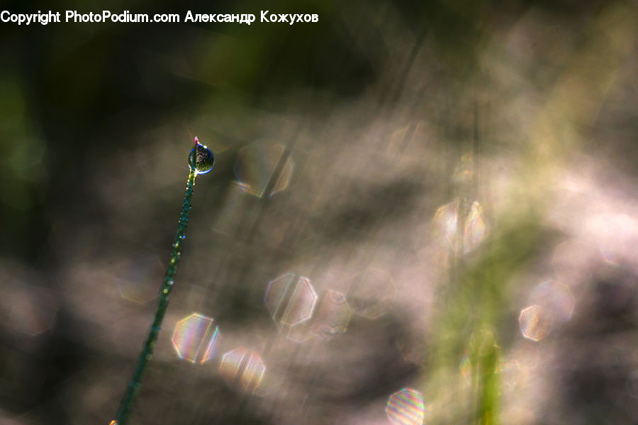 Field, Grass, Grassland, Plant, Blossom, Flora, Flower