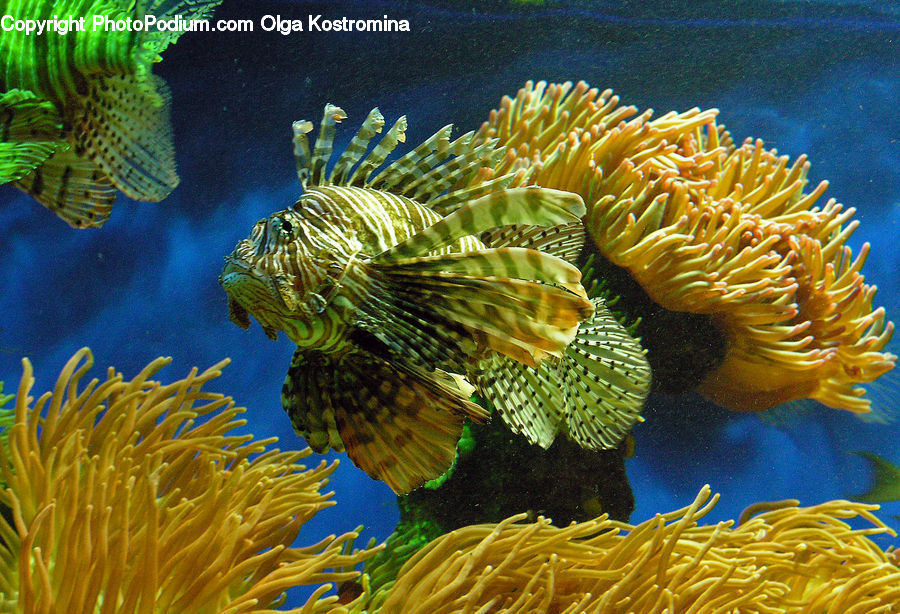 Coral Reef, Outdoors, Reef, Sea, Sea Life, Water, Knitting