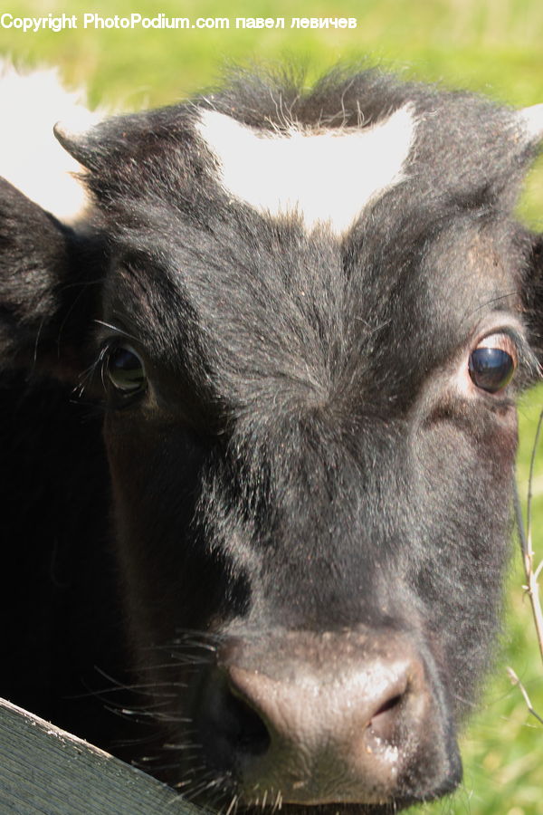 Animal, Cattle, Cow, Dairy Cow, Mammal