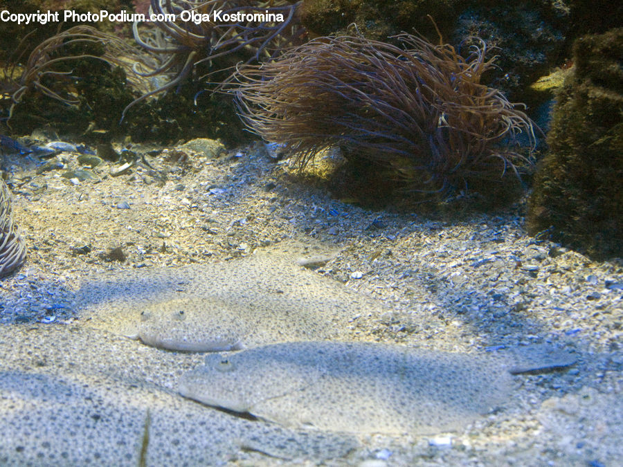 Coral Reef, Outdoors, Reef, Sea, Sea Life, Water, Invertebrate