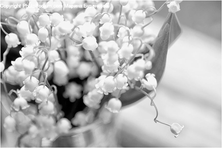 Blossom, Flora, Flower, Plant, Petal, Pollen, Anther